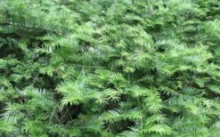 Yewtopia Plum Yew - 3 Gallon Pot -SHRUBS and BUSHES Shop Picture Yew Plum Yewtopia