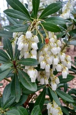 Mountain Snow Pieris - 3 Gallon Pot -SHRUBS and BUSHES Shop Pieris Mountain Snow 10