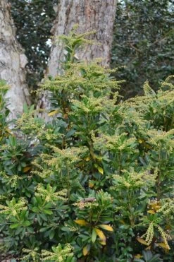 Mountain Snow Pieris - 3 Gallon Pot -SHRUBS and BUSHES Shop Pieris Mountain Snow 11