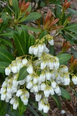Mountain Snow Pieris - 3 Gallon Pot -SHRUBS and BUSHES Shop Pieris Mountain Snow 12