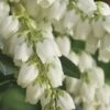 Mountain Snow Pieris - 3 Gallon Pot -SHRUBS and BUSHES Shop Pieris Mountain Snow 14