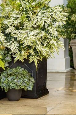 Mountain Snow Pieris - 3 Gallon Pot -SHRUBS and BUSHES Shop Pieris Mountain Snow 15
