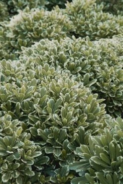 Mojo Dwarf Variegated Pittosporum - 1 Gallon Pot -SHRUBS and BUSHES Shop Pittosporum Mojo 11
