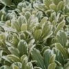 Mojo Dwarf Variegated Pittosporum - 2 Gallon Pot -SHRUBS and BUSHES Shop Pittosporum Mojo 13 1