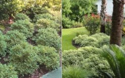 Mojo Dwarf Variegated Pittosporum - 2 Gallon Pot 12 Mojo Dwarf Variegated Pittosporum - 2 Gallon Pot -SHRUBS and BUSHES Shop Pittosporum Mojo 6 1