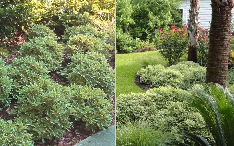 Mojo Dwarf Variegated Pittosporum - 2 Gallon Pot 7 Mojo Dwarf Variegated Pittosporum - 2 Gallon Pot - Image 5