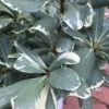 Variegated Pittosporum - Japanese Mock Orange - 1 Gallon Pot -SHRUBS and BUSHES Shop Pittosporum Variegated 10