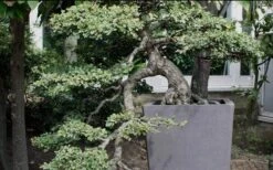 Variegated Pittosporum - Japanese Mock Orange - 1 Gallon Pot -SHRUBS and BUSHES Shop Pittosporum Variegated Bonsai