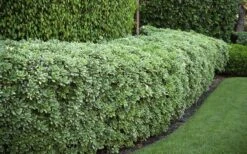 Variegated Pittosporum - Japanese Mock Orange - 1 Gallon Pot -SHRUBS and BUSHES Shop Pittosporum variegated 50