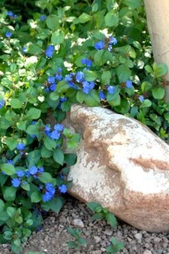 Hardy Blue Plumbago (Ceratostigma Plumbaginoides) - 5 Pack Of Pint Pots -SHRUBS and BUSHES Shop Plumbago Ceratostigma Rev 500x750 2
