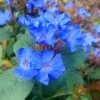 Hardy Blue Plumbago - Ceratostigma Plumbaginoides - 10 Pack Of Pint Pots 1 Hardy Blue Plumbago - Ceratostigma Plumbaginoides - 10 Pack Of Pint Pots -SHRUBS and BUSHES Shop Plumbago Hardy Blue 20