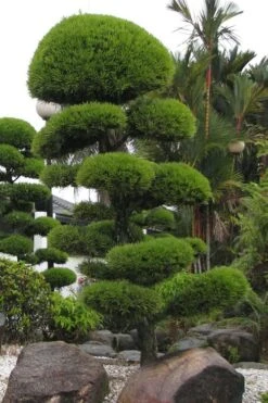 Podocarpus Macrophyllus Upright Yew - 1 Gallon Pot -SHRUBS and BUSHES Shop Podocarpus Upright Yew 10