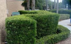 Podocarpus Macrophyllus Upright Yew - 1 Gallon Pot -SHRUBS and BUSHES Shop Podocarpus Upright Yew 11