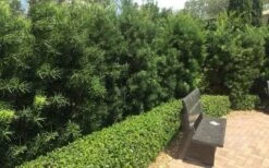 Podocarpus Macrophyllus Upright Yew - 1 Gallon Pot -SHRUBS and BUSHES Shop Podocarpus Upright Yew 12