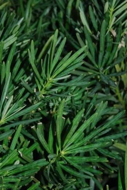 Podocarpus Macrophyllus Upright Yew - 1 Gallon Pot -SHRUBS and BUSHES Shop Podocarpus Upright Yew 13