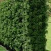 Podocarpus Macrophyllus Upright Yew - 1 Gallon Pot 2 Podocarpus Macrophyllus Upright Yew - 1 Gallon Pot -SHRUBS and BUSHES Shop Podocarpus Upright Yew 15