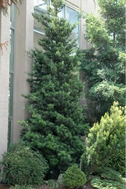 Podocarpus Macrophyllus Upright Yew - 1 Gallon Pot -SHRUBS and BUSHES Shop Podocarpus Upright Yew 500x750 1