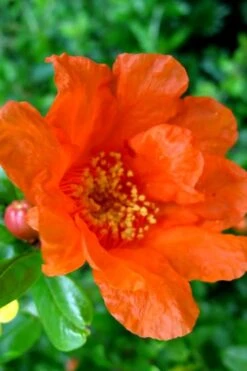 Russian 26 Cold Hardy Pomegranate - 3 Gallon Pot 12 Russian 26 Cold Hardy Pomegranate - 3 Gallon Pot -SHRUBS and BUSHES Shop Pomegranate Russian 26 11