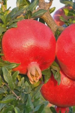 Salavatski Cold Hardy Russian Pomegranate - 1 Gallon Pot -SHRUBS and BUSHES Shop Pomegranate Russian 26 Rev 500x750 2
