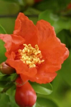 Salavatski Cold Hardy Russian Pomegranate - 1 Gallon Pot -SHRUBS and BUSHES Shop Pomegranate Salavatski 3