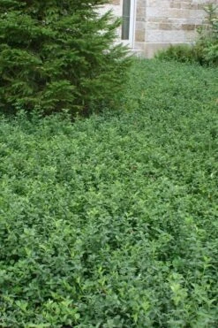 Purple Wintercreeper - Euonymus Fortunei Coloratus - 18 Count Flat Of Pint Pots -SHRUBS and BUSHES Shop Purple Wintercreeper 5 1