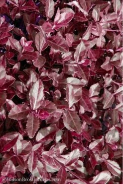 Purple Wintercreeper (Euonymus Fortunei 'Coloratus') - 36 Pack Of Pint Pots -SHRUBS and BUSHES Shop Purple Wintercreeper 7