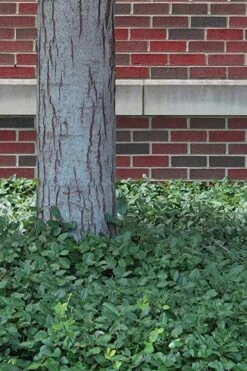 Purple Wintercreeper - Euonymus Fortunei Coloratus - 18 Count Flat Of Pint Pots -SHRUBS and BUSHES Shop Purple Wintercreeper 8 1