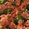 Cameo Flowering Quince - 3 Gallon Pot 1 Cameo Flowering Quince - 3 Gallon Pot -SHRUBS and BUSHES Shop Quince Cameo 9 1