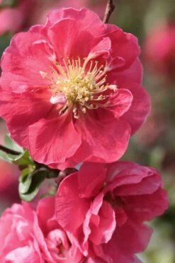 Double Take Pink Storm Flowering Quince - 2 Gallon Pot -SHRUBS and BUSHES Shop Quince Double Take Pink 1