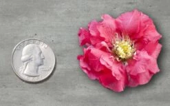 Double Take Pink Storm Flowering Quince - 2 Gallon Pot -SHRUBS and BUSHES Shop Quince Double Take Pink 11