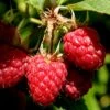 Heritage Raspberry - 6 Pack Of 1 Gallon Pots -SHRUBS and BUSHES Shop Raspberry Heritage 500x750 1