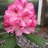 Southgate 'Splendor' Rhododendron - 2 Gallon Pot -SHRUBS and BUSHES Shop Rhododednron Southgate Splendor 5