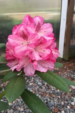 Southgate 'Splendor' Rhododendron - 2 Gallon Pot