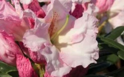 Southgate Breezy Rhododendron- 2 Gallon Pot 9 Southgate Breezy Rhododendron- 2 Gallon Pot -SHRUBS and BUSHES Shop Rhododendron Southgate Breezy