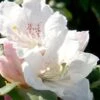 Southgate Divine Rhododendron -SHRUBS and BUSHES Shop Rhododendron Southgate Divine 500x750 1