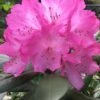 Southgate 'Radiance' Rhododendron - 3 Gallon Pot -SHRUBS and BUSHES Shop Rhododendron Southgate Radiance 2 500x750 1