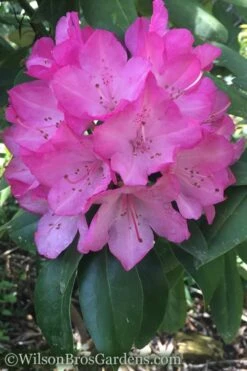 Southgate 'Radiance' Rhododendron - 3 Gallon Pot 11 Southgate 'Radiance' Rhododendron - 3 Gallon Pot -SHRUBS and BUSHES Shop Rhododendron Southgate Radiance 4 500x750 1