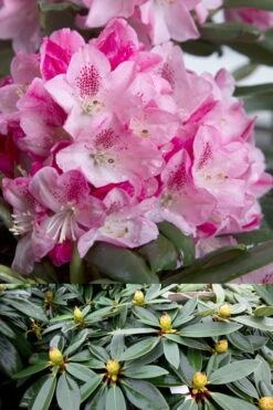 Southgate 'Splendor' Rhododendron - 2 Gallon Pot -SHRUBS and BUSHES Shop Rhododendron Southgate Splendor 500x750 1