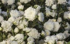 White Drift Rose - 2 Gallon Pot -SHRUBS and BUSHES Shop Ride White Drift Blooms 1