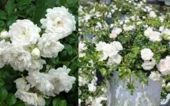 White Drift Rose - 1 Gallon Pot -SHRUBS and BUSHES Shop Ride White Drift Blooms 3