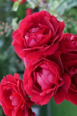 Don Juan Climbing Rose - 3 Gallon Pot 13 Don Juan Climbing Rose - 3 Gallon Pot -SHRUBS and BUSHES Shop Rose Climbing Don Juan 2