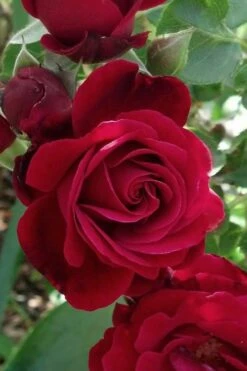 Don Juan Climbing Rose - 3 Gallon Pot 14 Don Juan Climbing Rose - 3 Gallon Pot -SHRUBS and BUSHES Shop Rose Climbing Don Juan 3
