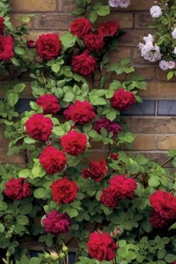 Don Juan Climbing Rose - 3 Gallon Pot 15 Don Juan Climbing Rose - 3 Gallon Pot -SHRUBS and BUSHES Shop Rose Climbing Don Juan 5