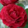 Don Juan Climbing Rose - 3 Gallon Pot -SHRUBS and BUSHES Shop Rose Climbing Don Juan 8