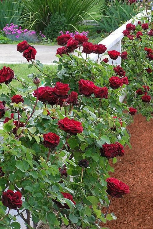 Don Juan Climbing Rose - 3 Gallon Pot 10 Don Juan Climbing Rose - 3 Gallon Pot - Image 8