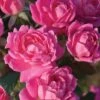 Pink Double Knock Out Rose - 2 Gallon Pot -SHRUBS and BUSHES Shop Rose Double Pink Knockout BS