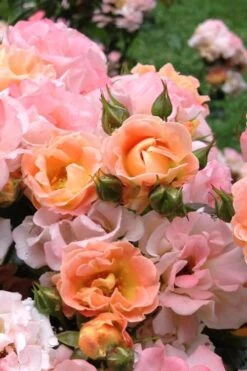 Peach Drift Groundcover Rose - 2 Gallon Pot -SHRUBS and BUSHES Shop Rose Drift Peach 22
