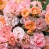 Peach Drift Groundcover Rose - 2 Gallon Pot -SHRUBS and BUSHES Shop Rose Drift Peach 23