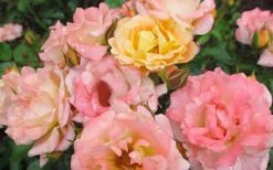 Peach Drift Groundcover Rose - 2 Gallon Pot -SHRUBS and BUSHES Shop Rose Drift Peach