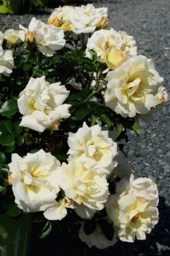 Popcorn Drift Groundcover Rose - 3 Gallon Pot -SHRUBS and BUSHES Shop Rose Drift Popcorn 10
